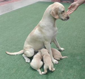 Labrador cachorros hermosos