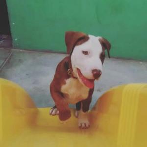 Pitbull Cachorro (5 Meses)