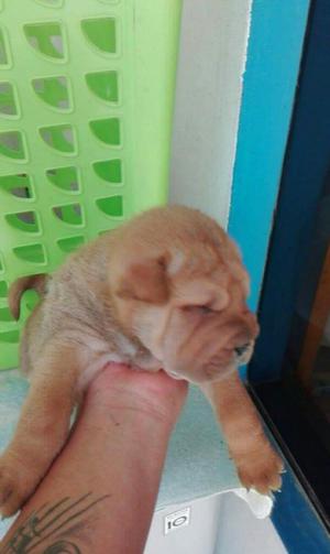 Sharpei