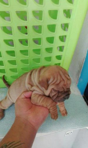 Sharpei Embrar