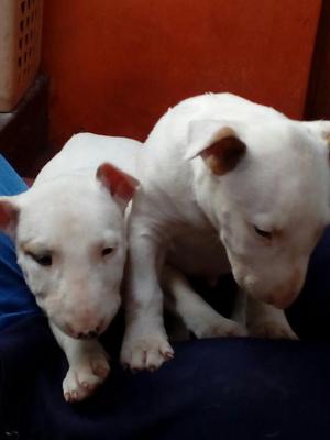 Vendo Bull Terrier