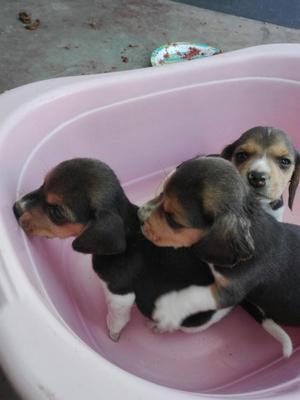 Vendo Cachorros Beagle