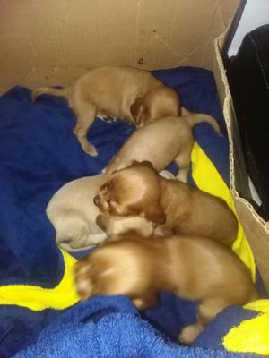 Vendo Cachorros Cocker Spaner