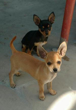 Vendo Hermosos Chihuahuas