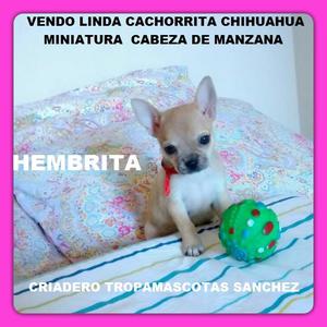 Vendo Linda Cachorrita Chihuahua Miniatura Cabecita de