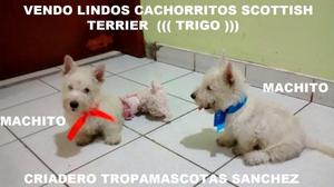 Vendo Preciosos Cachorritos Scottish Terrier ///// 100 RAZA