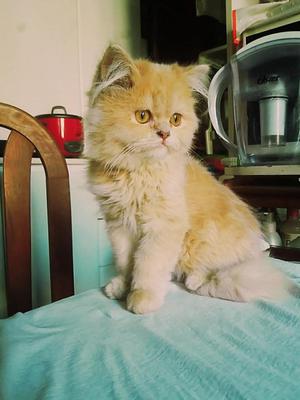 gato persa modelo garfield