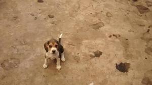 vendo perritos beagle