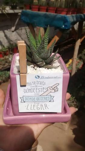 Cactus, Plantas En Macetas Para Escritorio