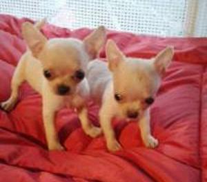 Bellezas de cachorros Chihuahuas Toy Vendemos