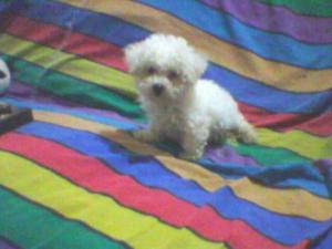 Bichon Frise