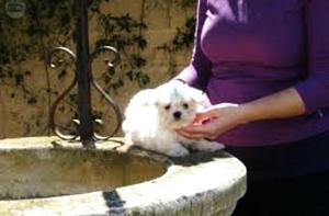 Bichon Maltes Cachorros La Molina