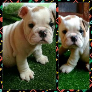 Bulldog Ingles Celular. Molina