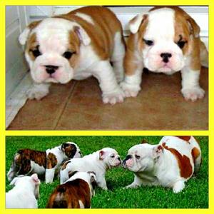 Bulldog Ingles Hermosos La Molina