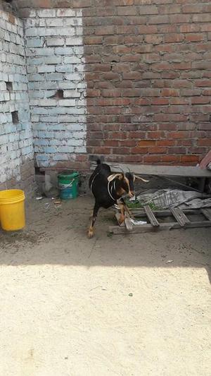 CABRITO NORTEÑO