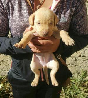 CACHORROS LABRADOR