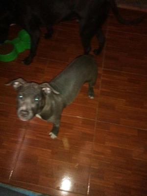 Cachorra Cruse de Pitbull con American Bullin de 3 Meses Y