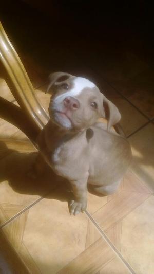 Cachorra Pitbull Rednose