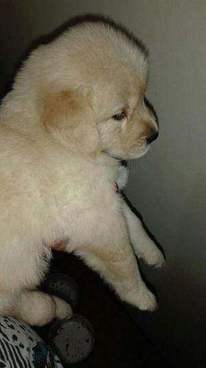 Cachorrita Golden Retriver