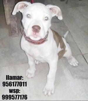 Cachorrita Pitbull Red Nose 2 mess y medio