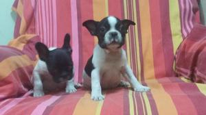 Cachorritos Bulldog Frances