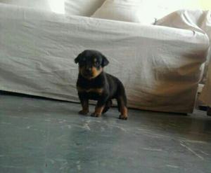 Cachorro Rottweiler