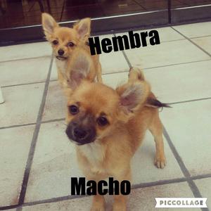 Cachorros Chihuahua Pelo Largo En venta
