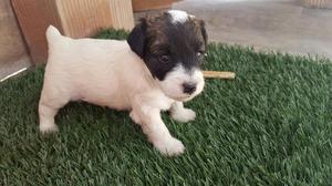 Cachorros Jack Russel Terrier