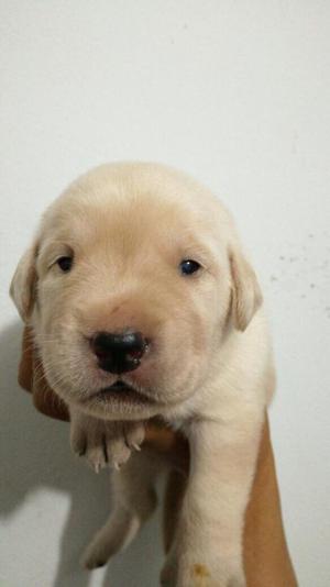 Cachorros Labradores