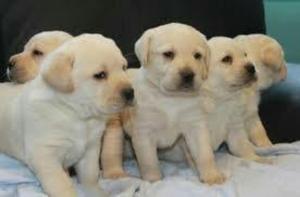 Cachorros Labradores Color Hueso