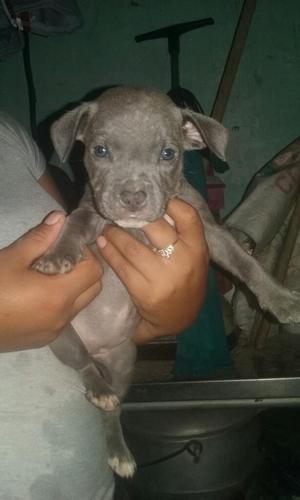 Cachorros Pitbulls Fusion Bully