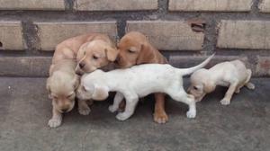 Cachorros en adopción Breña