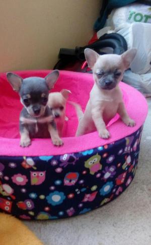 Chihuahua Toy Bellos
