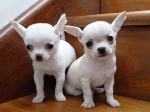 Chihuahuas en venta