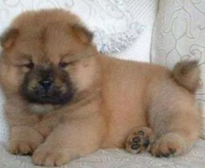 Chow Chow