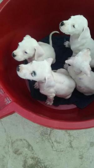 Dogo Argentino