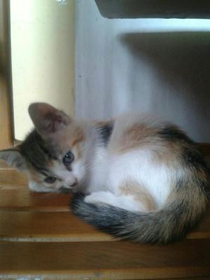 Gatita en Adopcion