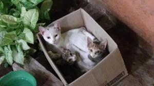 Gatitos buscan hogar