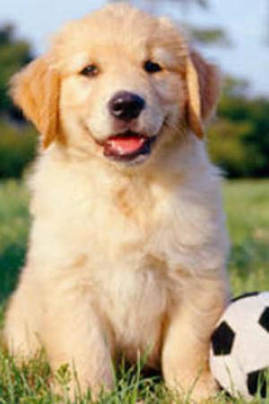 Golden Retriewer