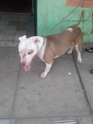 Hermoso Pitbull servicio de monta