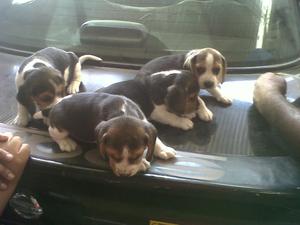 Hermosos Beagles