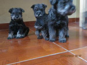 Hermosos Cachorros Schnauzer