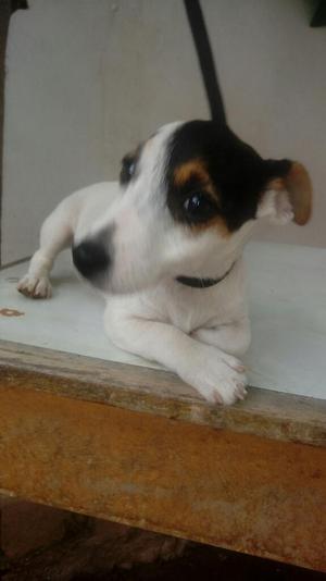 Jack Russell