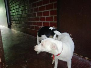 Jack Russell Terrier Y Bóxer