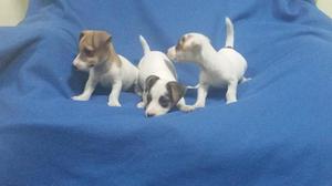 Jack russell Cachorritos