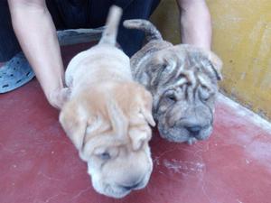 Perritos Sharpei