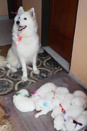 SAMOYEDO AUTENTICA RAZA CACHORROS