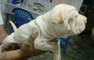 Sharpei