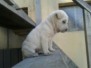 Sharpei Cachorro Blanco Shar Pei