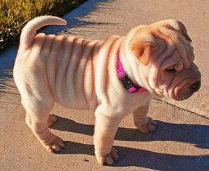 Sharpei Cachorros